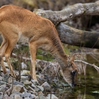 Wei&szlig;nacken-Moorantilope