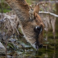 Wei&szlig;nacken-Moorantilope