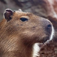 Capybara