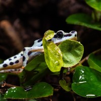 Rio-Pescado-Harlekinkr&ouml;te