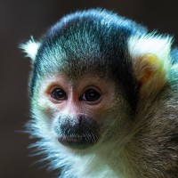 Totenkopf&auml;ffchen