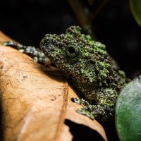 Vietnamesischer Moosfrosch