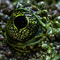 Vietnamesischer Moosfrosch