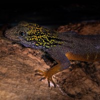 Psychedelischer Felsengecko