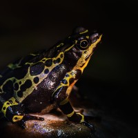 Wampukrum Harlekinkr&ouml;te