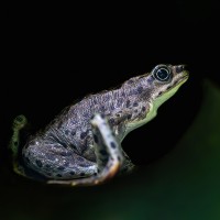 Rio-Pescado-Harlekinkr&ouml;te