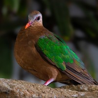 Graukappen-Glanztaube, Smaragd-Taube