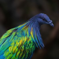 M&auml;hnen-Taube, Nikobaren-Taube