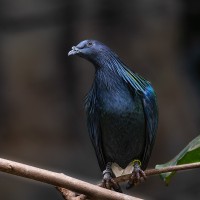 M&auml;hnen-Taube, Nikobaren-Taube