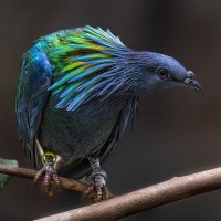 M&auml;hnen-Taube, Nikobaren-Taube