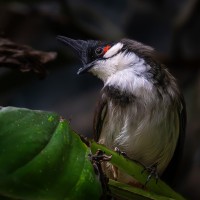 Rotohrb&uuml;lb&uuml;l