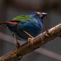 Dreifarbige Papagei-Amadine