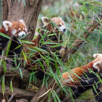 Roter Panda, Akuti mit ihren Jungen Nilay und Najuk