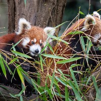 Roter Panda, Akuti mit ihren Jungen Nilay und Najuk