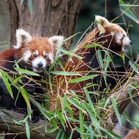 Roter Panda, Akuti mit ihren Jungen Nilay und Najuk