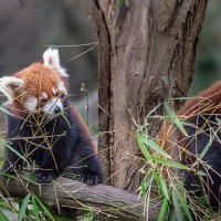 Roter Panda, Akuti mit ihren Jungen Nilay und Najuk