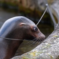 Kalifornische Seel&ouml;win