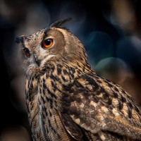 Eurasischer Uhu