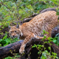 Eurasischer Luchs