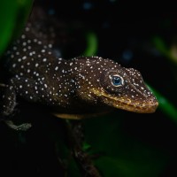 Dominica Anolis