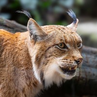 Eurasischer Luchs
