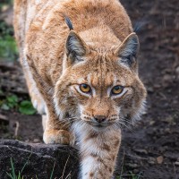 Eurasischer Luchs