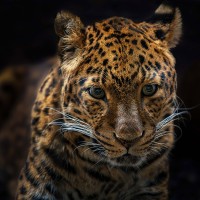 China-Leopard
