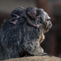 Wei&szlig;gesichtsaki