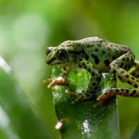 Rio-Pescado-Harlekinkr&ouml;te