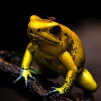 Schrecklicher Pfeilgiftfrosch