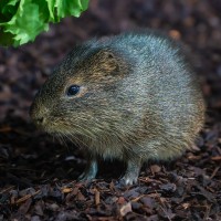 Sumpfmeerschweinchen