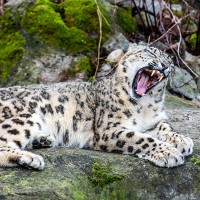 Schneeleopard