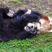 Roter Panda
