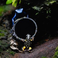 Paranuss-Baumsteiger und Blauer Baumsteiger