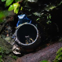 Paranuss-Baumsteiger und Blauer Baumsteiger