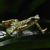 Rio-Pescado-Harlekinkr&ouml;te