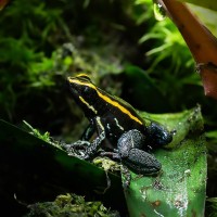 Gelbgestreifter Baumsteiger