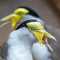 Maskenkiebitz