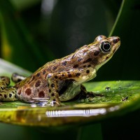 Rio-Pescado-Harlekinkr&ouml;te