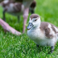 Nilgans-K&uuml;ken