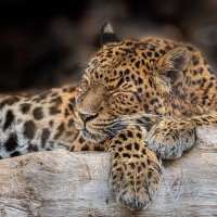 China-Leopardin Tao