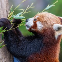 Roter Panda