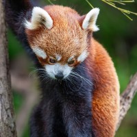 Roter Panda
