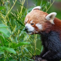 Roter Panda