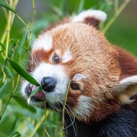 Roter Panda