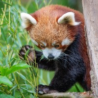 Roter Panda