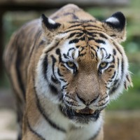 Sibirischer Tiger