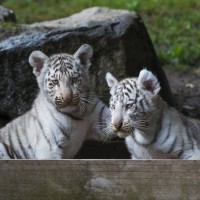 Wei&szlig;er Tiger
