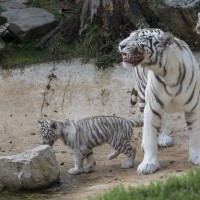 Wei&szlig;er Tiger