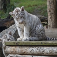 Wei&szlig;er Tiger
